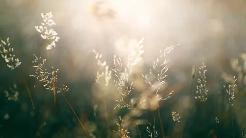 Dry autumn grass in a forest at sunset. Stock-Footage 249958469