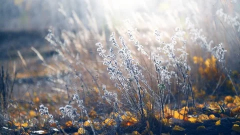 Dry autumn grass in a forest at sunset. Video stock 249958598