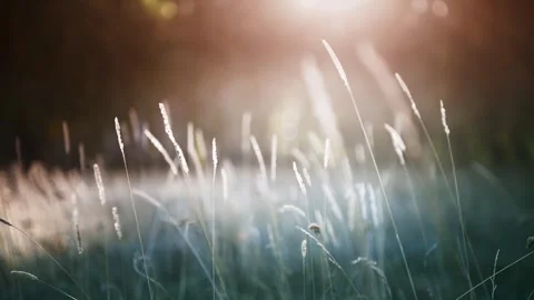 Dry autumn grass in a forest at sunset. Stock Footage 252142576