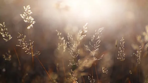 Dry autumn grass in a forest at sunset. Video stock 252142587