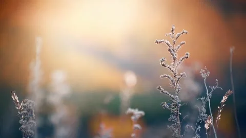 Dry autumn grass in a forest at sunset. Video stock 252142644