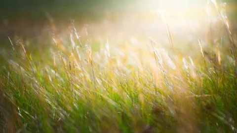 Dry autumn grass in a forest at sunset. Video stock 252142649