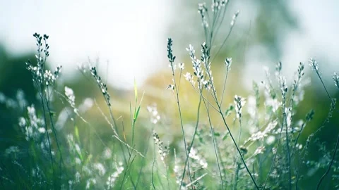 Dry autumn grass in a forest at sunset. Video stock 252356205