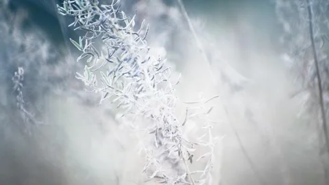 Dry autumn grass in a forest at sunset. Video stock 252356287
