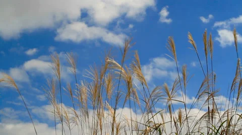Dry autumn grass with moving clouds in the background. Stock Footage 32809385