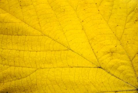 Dry autumn leaf background