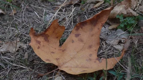 Dry Autumn Leaf Blowing in Wind on Grass and Soil Stock Footage 318355159