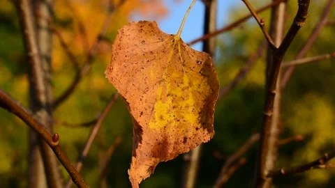 Dry autumn leaf close up Vidéo 139971323