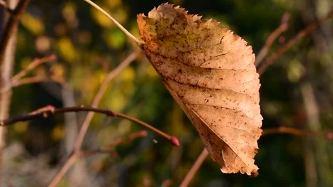 Dry autumn leaf close up, side view Vidéo 139971595