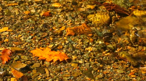 Dry autumn leaf Stock Footage 42708929