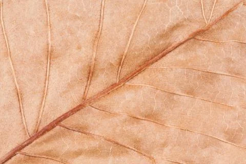 Dry Autumn Leaf Macro Foto stock
