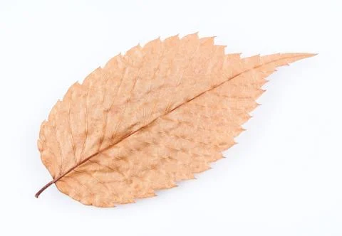 Dry Autumn Leaf Foto stock