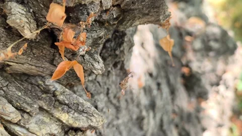 Dry autumn leaf swaying in the wind on old tree bark Stock Footage 342060295