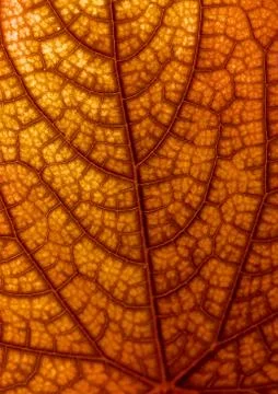Dry autumn leaf texture Stock Photos