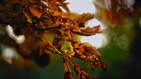 Dry autumn leaf on tree branch in park for seasonal nature Stock Footage 344354827