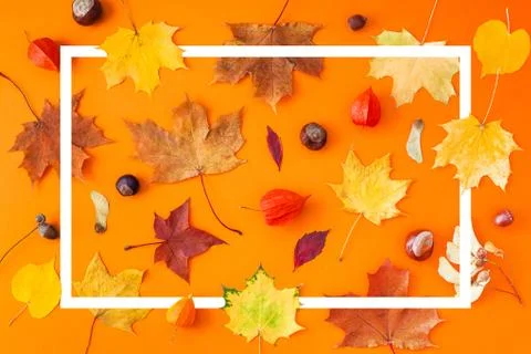 Dry autumn leaves as a frame template Foto stock
