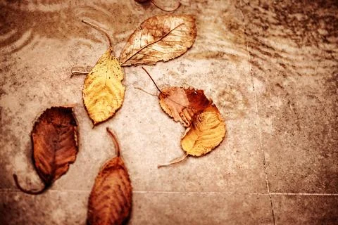 Dry autumn leaves in the puddle Stock Photos