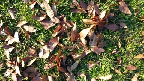 Dry autumn leaves scatter and swirl in the wind over green grass, creating Видео 344809652
