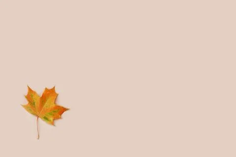 Dry autumn maple leaf on light beige background. Abstract backdrop, backplate Stock Photos