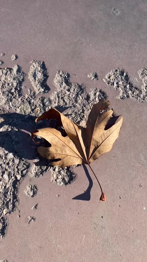Dry Autumn Maple Leaf Lying on Ground with Sunlight and Natural Texture Stock Footage 330724154