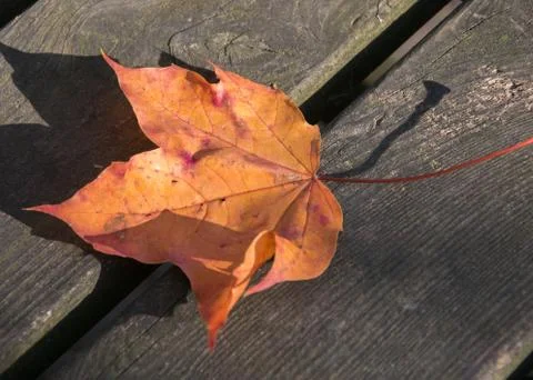 Dry autumn maple leaf lying on a wooden table top view. Stock Photos