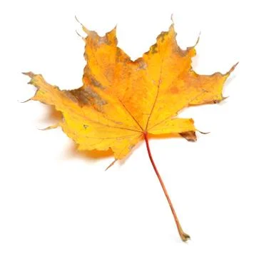 Dry autumn maple leaf Stock Photos