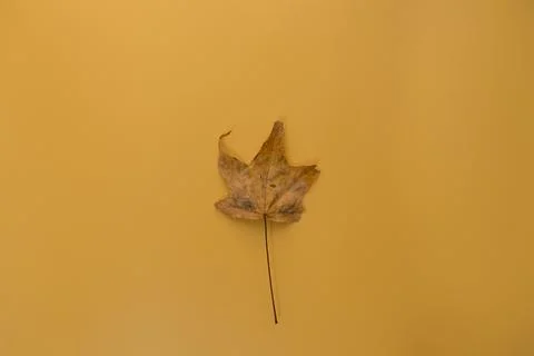 Dry autumn maple leaf on yellow background Stock Photos