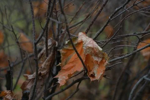 Dry autumn maple tree leaf caught on thorny branches in forest, fall time Stockfoto's