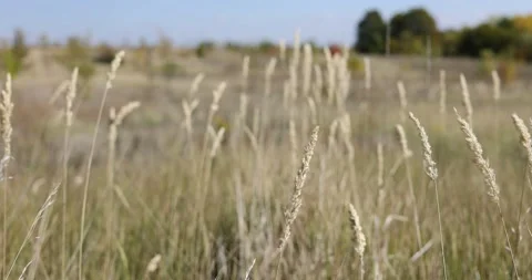 Dry autumn spikelets of plants develop in the wind in September.	 Video stock 168181970