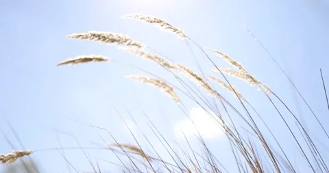 Dry autumn spikelets of plants develop in the wind in September with bright back Video stock 168181973