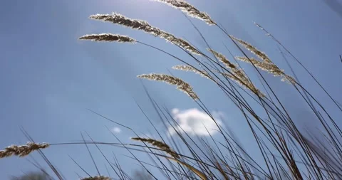 Dry autumn spikelets of plants develop in the wind in September with bright back Video stock 168181991