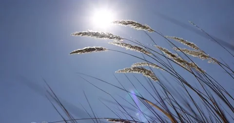Dry autumn spikelets of plants develop in the wind in September with bright back Video stock 168182009
