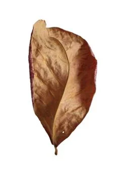 Dry back side malabar leaf isolated on white background Stock Photos