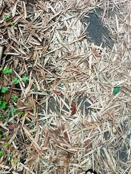 Dry Bamboo leaf on Asphalt Texture Stock Photos