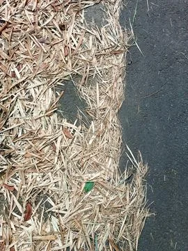 Dry Bamboo leaf on Asphalt Texture Foto stock