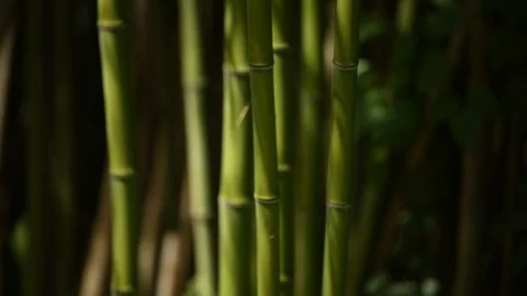 Dry bamboo leaf captured by a spider web moved by the wind close up still shoot Stock Footage 111366828