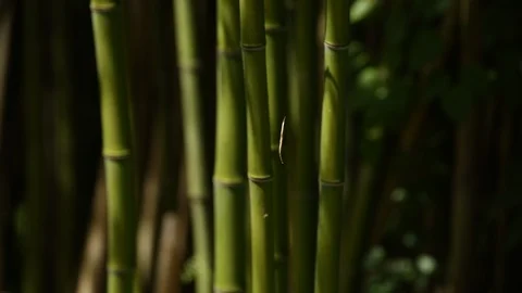 Dry bamboo leaf captured by a spider web moved by the wind close up still shoot Stock Footage 111368595