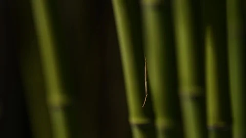 Dry bamboo leaf captured by a spider web moved by the wind close up still shoot Stock Footage 111370036