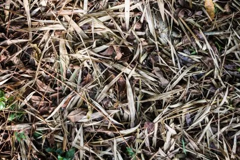 Dry bamboo leaf on ground Stock Photos