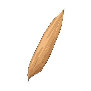 Dry bamboo leaf illustration Stock Illustration