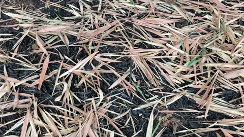 Dry Bamboo Leaves Over Burned Foliage Stock Footage 343988345