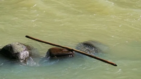 Dry bamboo sticks stuck in river rocks Stock Footage 336830279