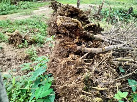 Dry bamboo wind side the ground Stock Photos