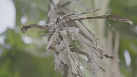 Dry Banana Leaf Hanging on Tree  S-Log3 Stock Footage 313572813