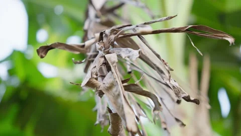 Dry Banana Leaf Hanging on Tree Stock Footage 313572854