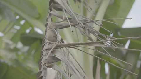 Dry Banana Leaf Hanging on Tree  S-Log3 Stock Footage 313572857