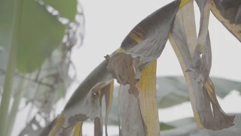 Dry Banana Leaf Hanging on Tree  S-Log3 Stock Footage 313572887