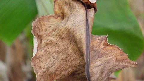 Dry Banana Leaf Hanging on Tree Stock Footage 313572905