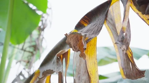 Dry Banana Leaf Hanging on Tree Stock Footage 313572908