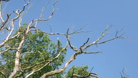 Dry bare branches of dead tree against clear blue sky Stock Footage 343543224